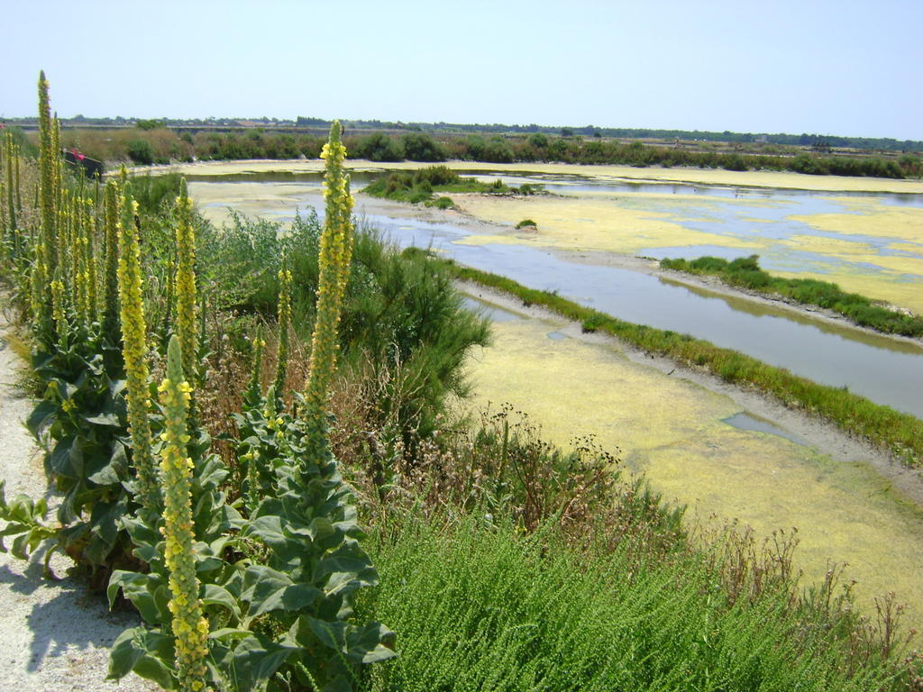 La Petite Maison Sur L'Ile De Re La Flotte Zewnętrze zdjęcie